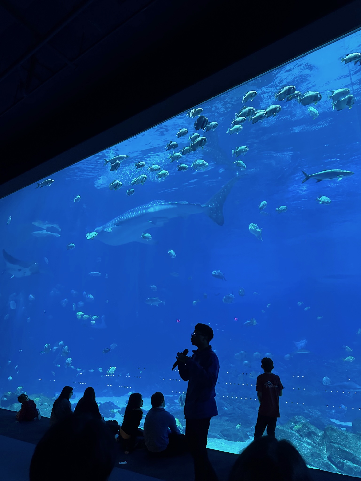 Aquarium view of the shark